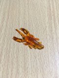 クローンクロー  萌海老（8本入り）
