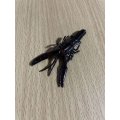 OFT スーパーベビークローバグ バラ売り 12.ブラックネオン