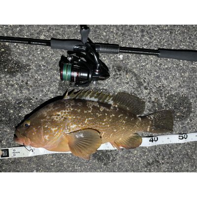 画像8: オリジナルロッド　acoustic ACSシリーズ　予約