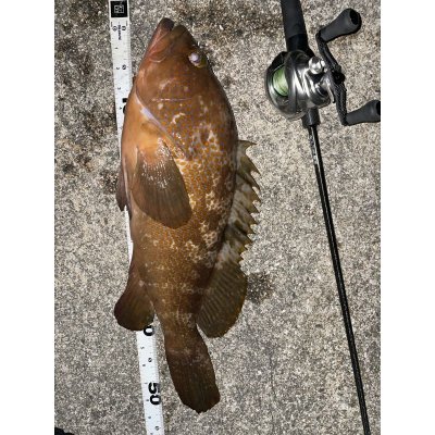 画像6: オリジナルロッド　acoustic ACSシリーズ　予約