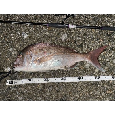 画像5: オリジナルロッド　acoustic ACSシリーズ　予約